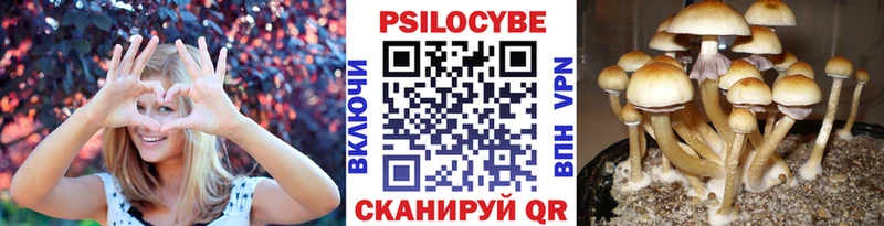 Псилоцибиновые грибы Psilocybine cubensis  Сосновоборск 
